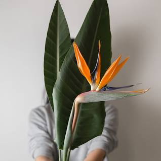 Bird of paradise