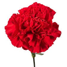 carnation