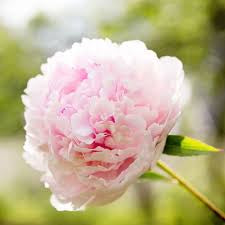 peony