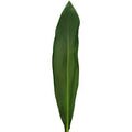 Ti leaf green