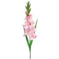 gladiolus