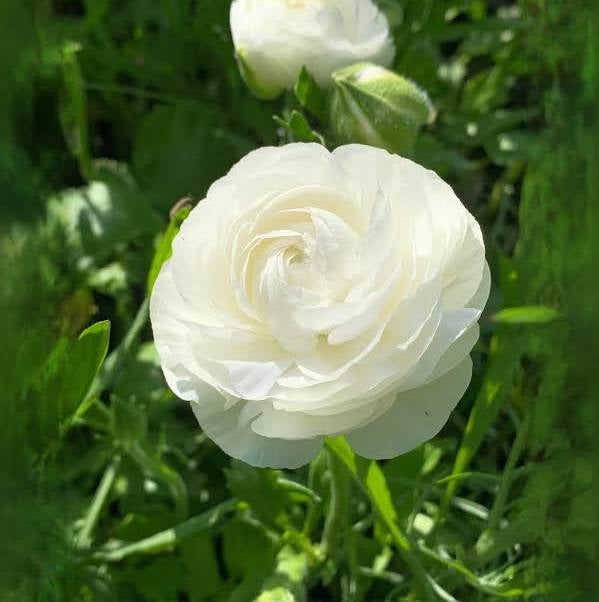 ranunculus