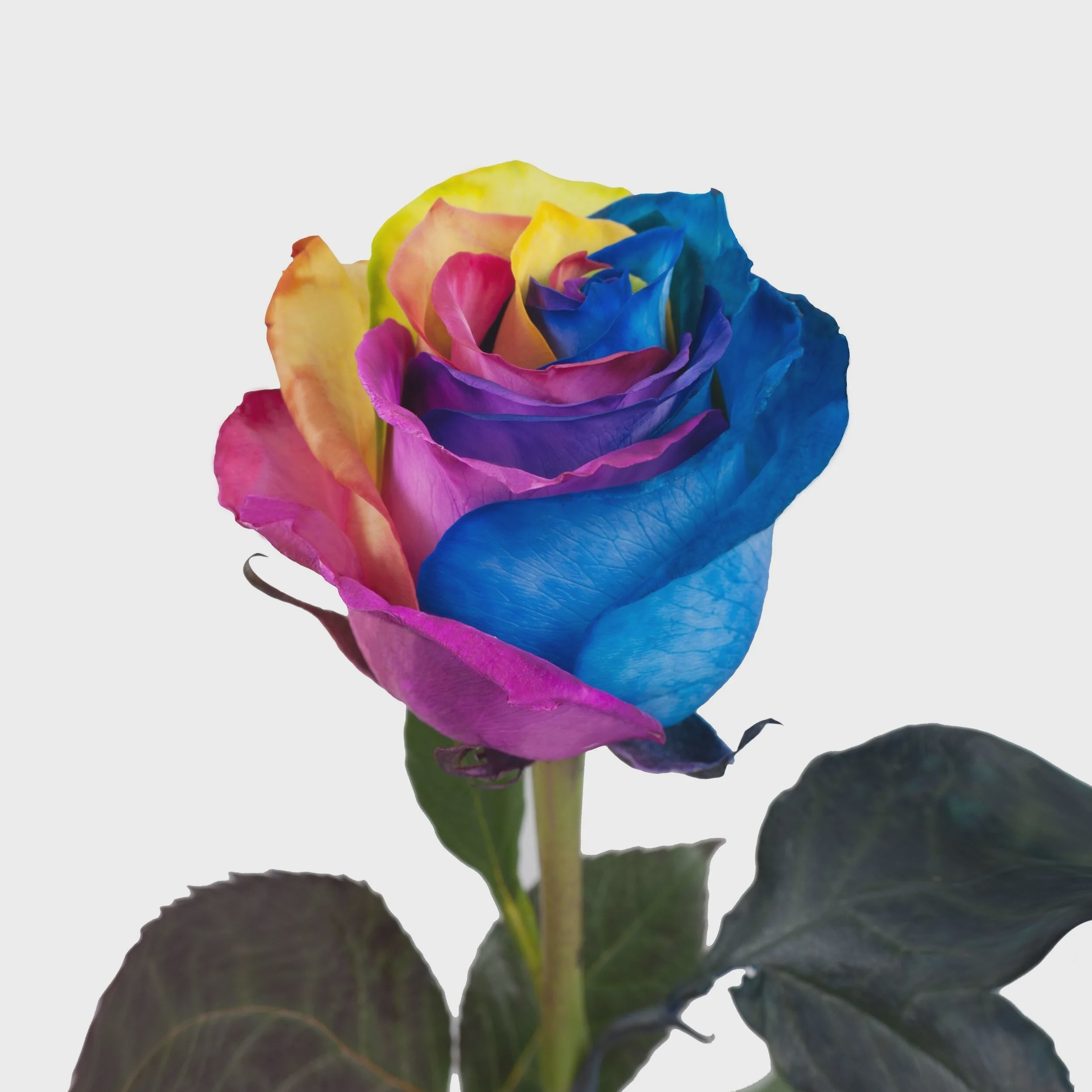 Rainbow roses