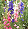 Larkspur