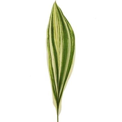 Aspidistra