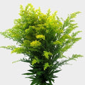 solidago