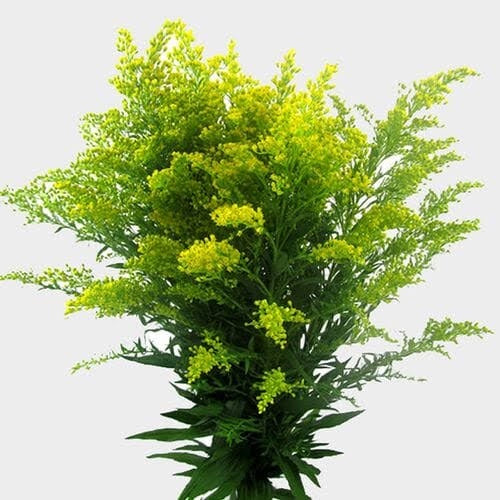 solidago
