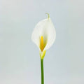 calla lily