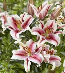oriental lily