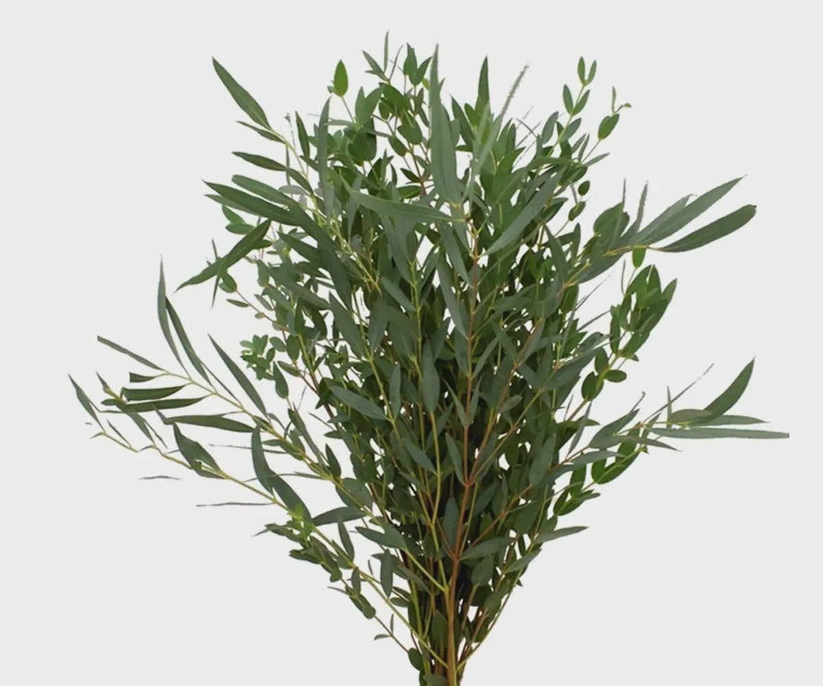 Parvifolia Eucalyptus
