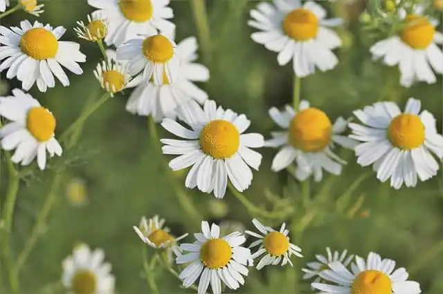 chamomile