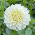 Dahlia