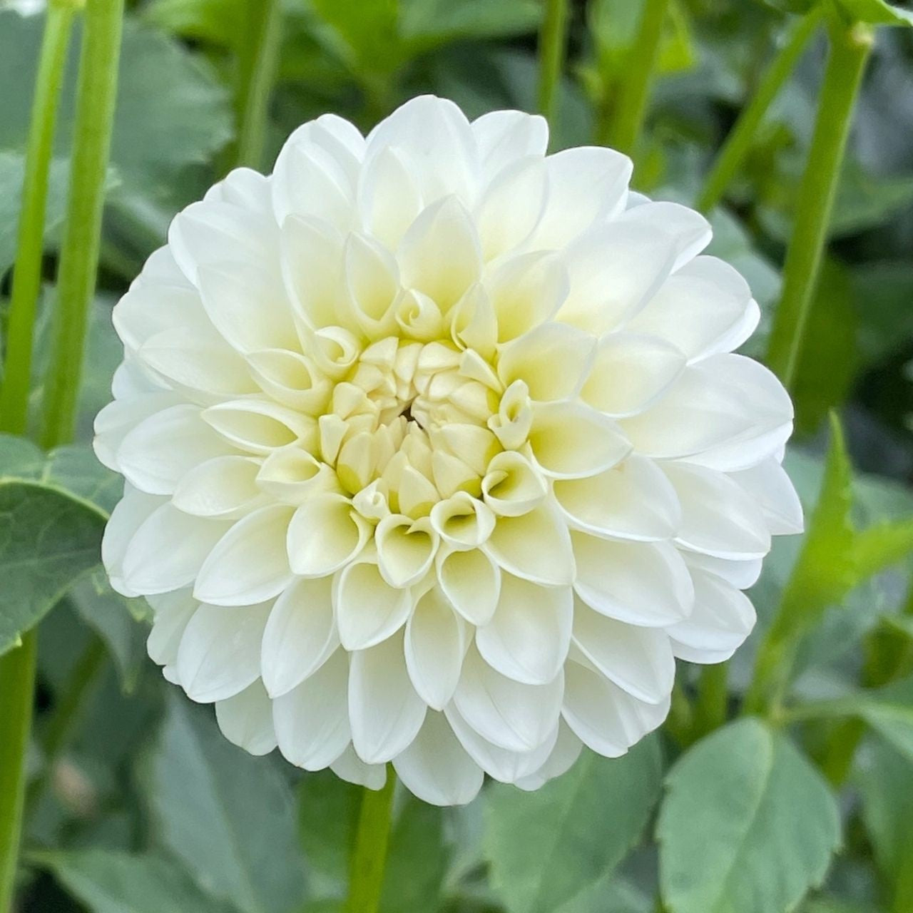 Dahlia