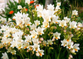 Freesia