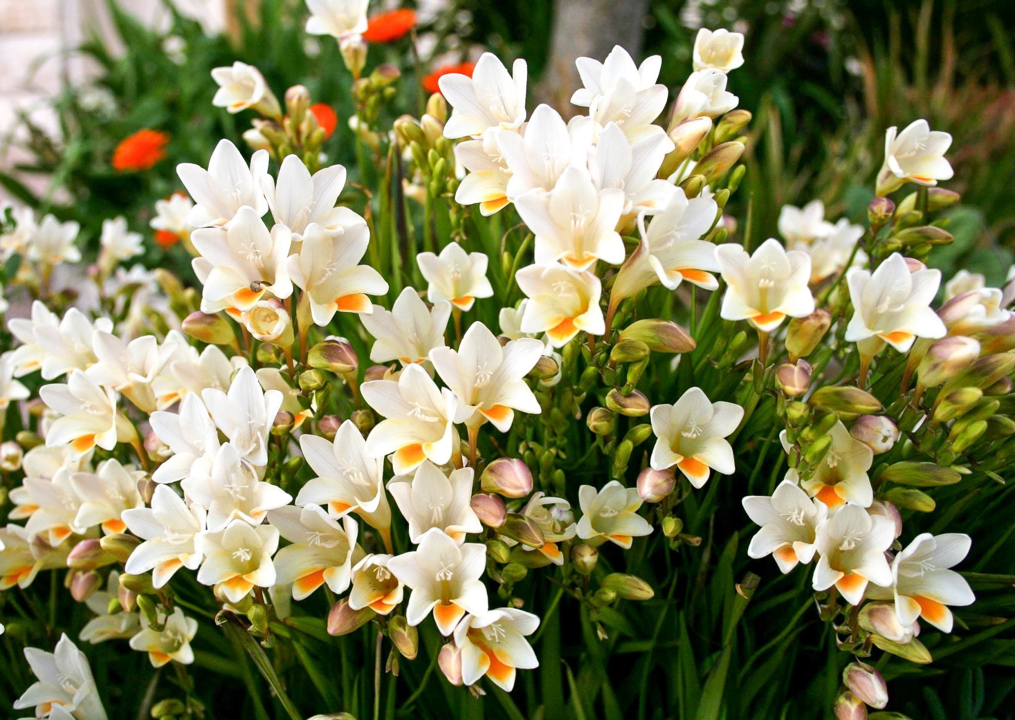 Freesia