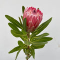 protea