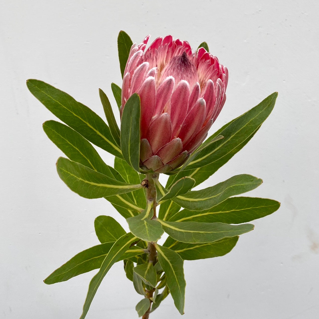 protea